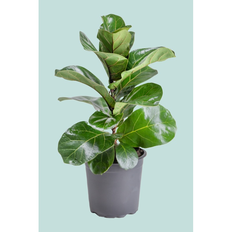 Dwarf Fiddle Leaf Fig – Bambino – Ficus lyrata – 2.5L / 17cm / Medium