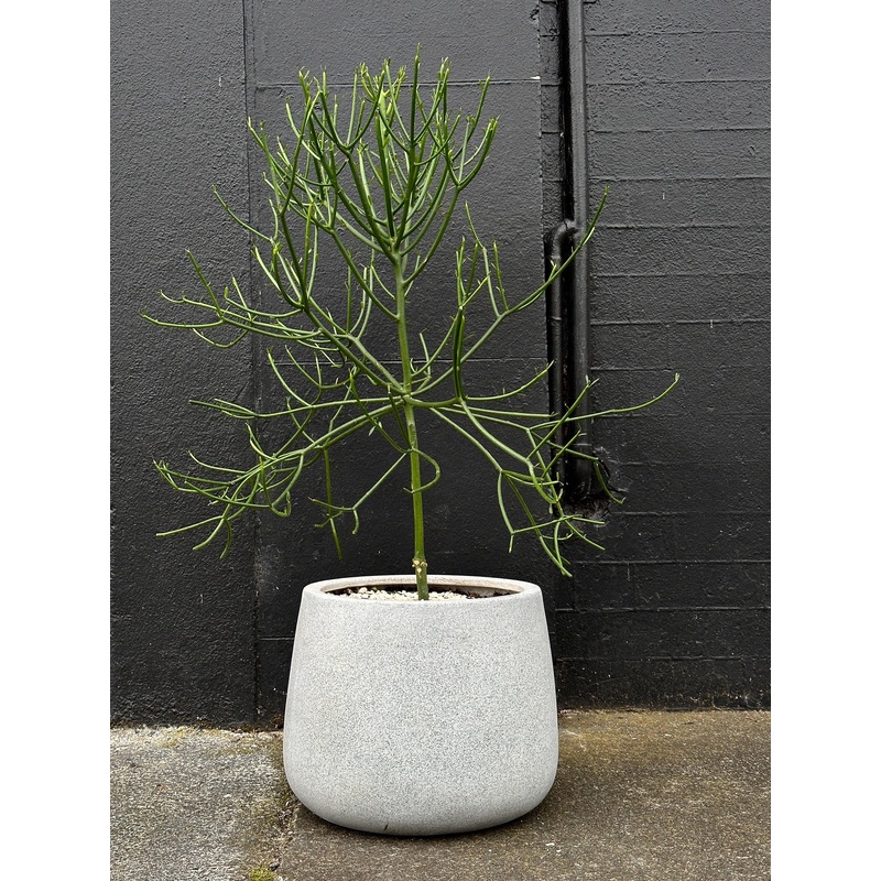 Euphorbia tirucalli in grey cylinder
