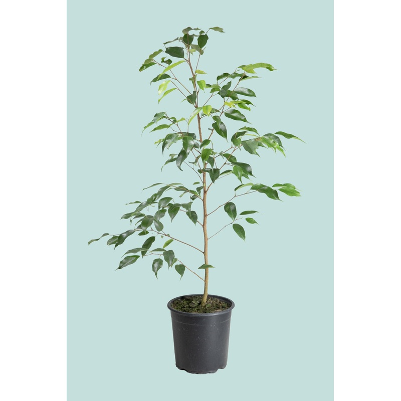 ‘Evergreen’ Weeping Fig – Ficus benjamina – 2.5L / 17cm / Medium