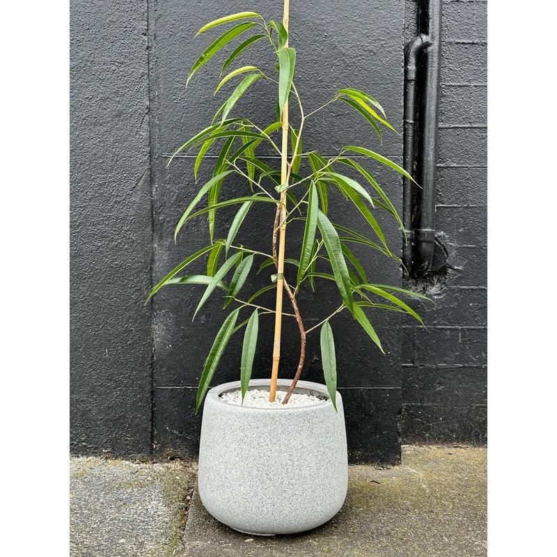 Ficus Alii Stylised S Bend in 20cm Grey Cylinder