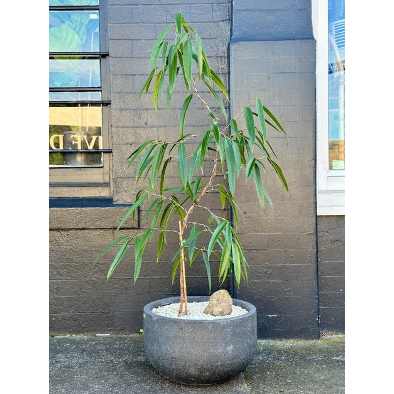 Ficus Alii Stylised S Bend with Basalt in 40cm Charcoal Stone Bowl