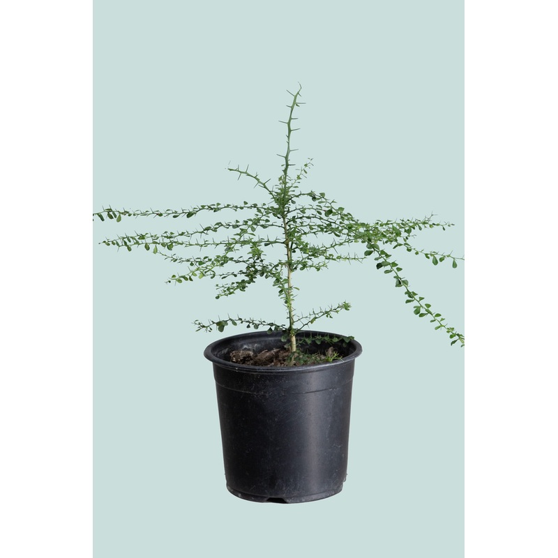 Finger Lime (Green) – Citrus australasica – 14cm / 1.3L / Small