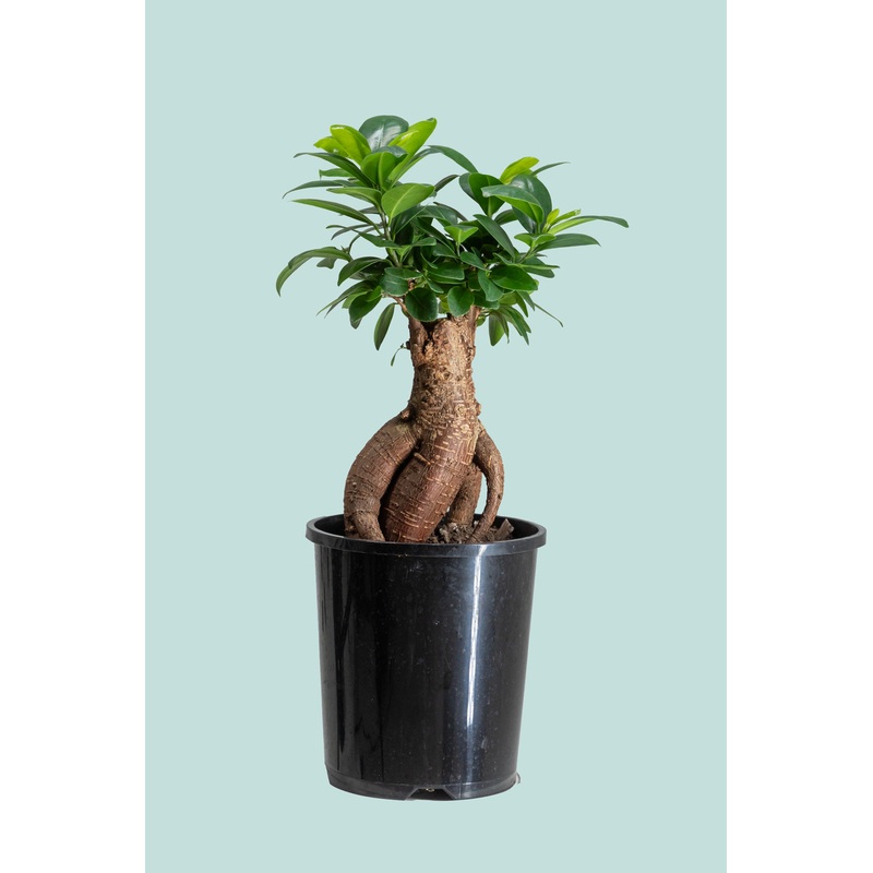 Funky Ficus – Ficus microcarpa – 1L / 14cm / Small