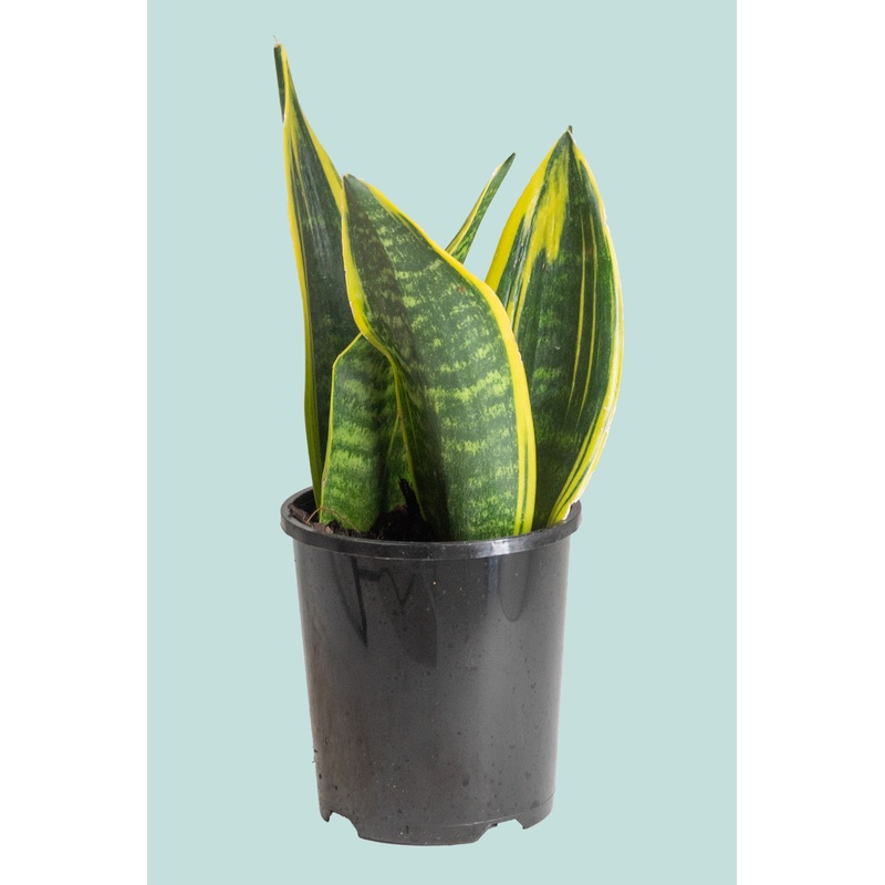 Gold Flame – Dracaena trifasciata (Sansevieria) – 1.3L / 14cm / Small