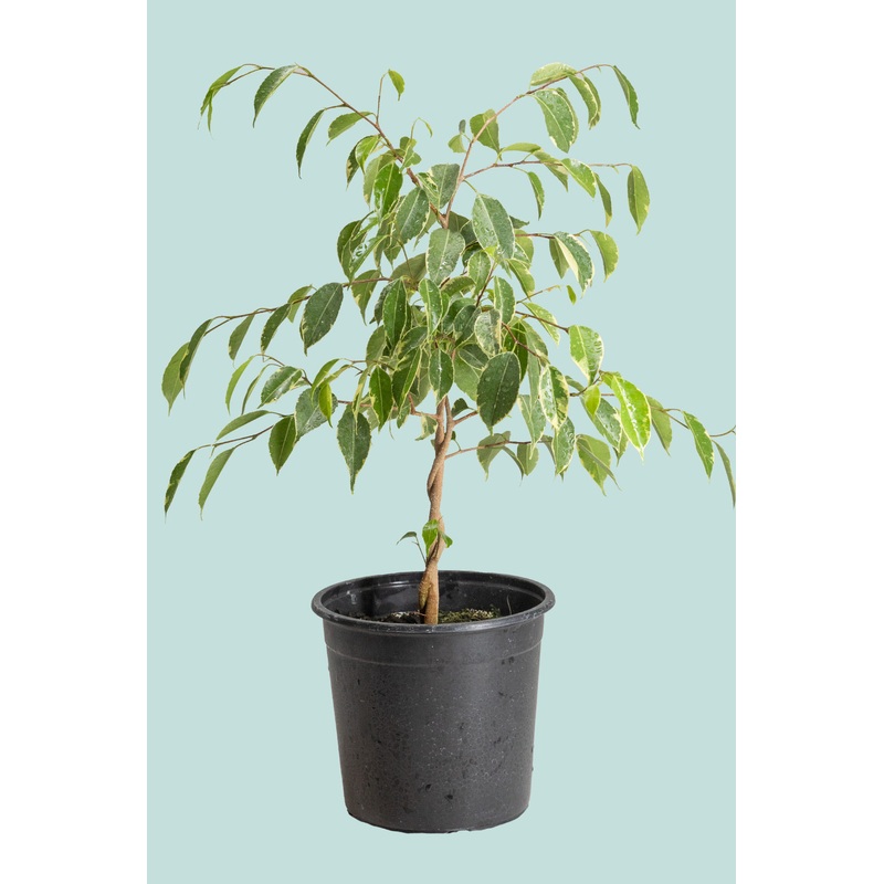 Golden King – Weeping Fig – Ficus benjamina – 2.5L / 17cm / Medium