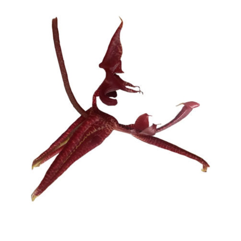 Gongora atropurpurea