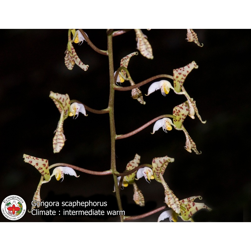 Gongora scaphephorus