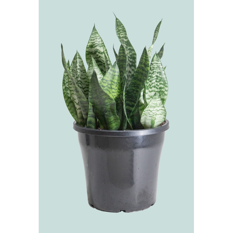 Hahnii – Dracaena trifasciata (Sansevieria) – 10L / 25cm / Large