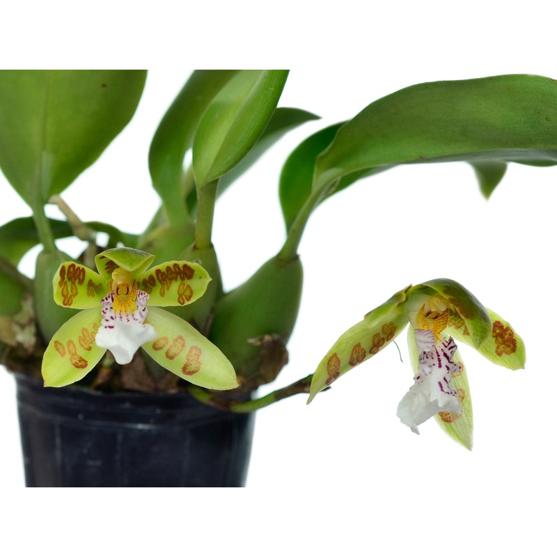 Helcia sanguinolenta