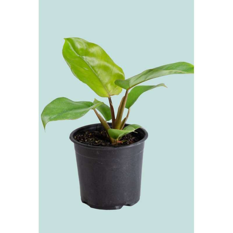 Jungle Fever – Philodendron giganteum- 14cm / 1.3L / Small
