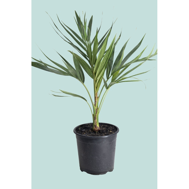 Laccospadix australasica – Atherton Palm – 17cm / 2.5L / Medium