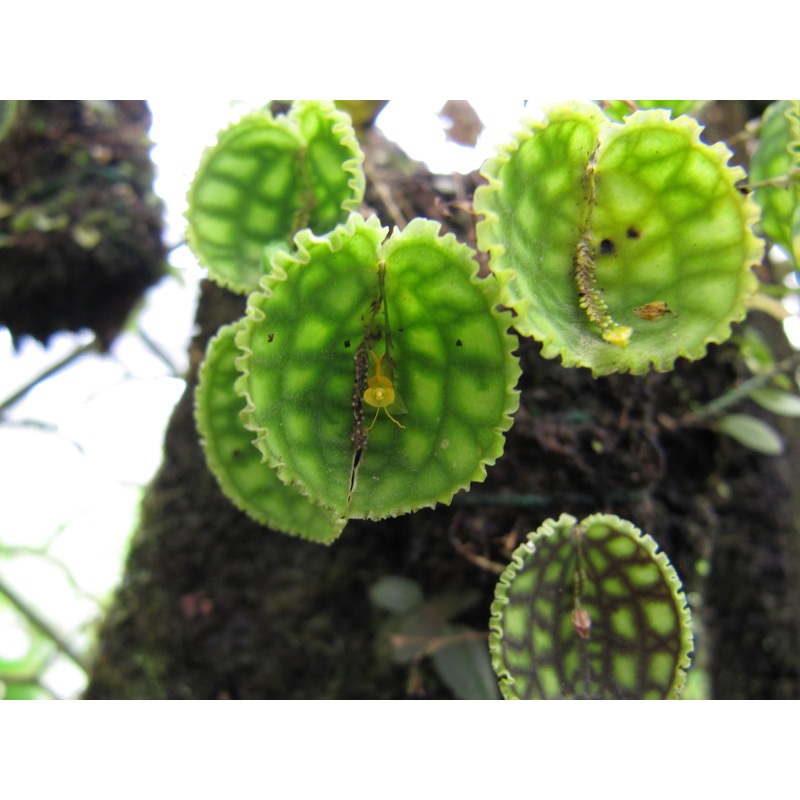 Lepanthes calodictyon f. ivanoflava