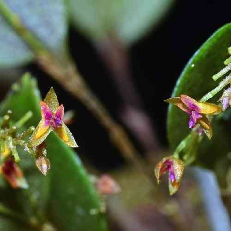Lepanthes eros