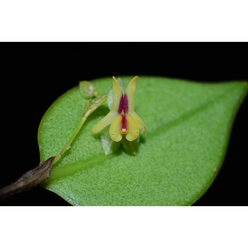 Lepanthes estrellensis