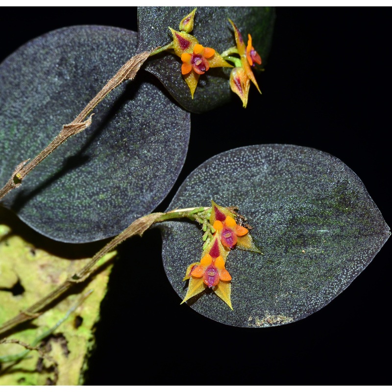 Lepanthes maxillaris