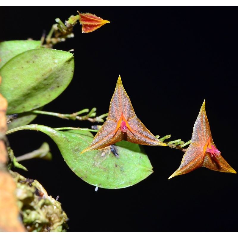 Lepanthes myiophora x Lepanthes telipogoniflora