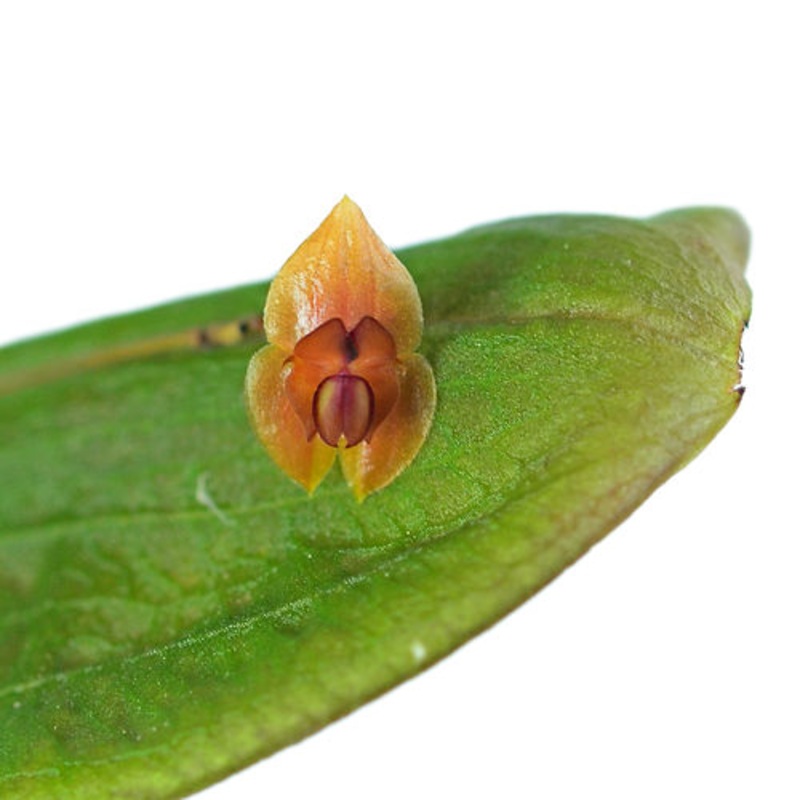 Lepanthes pelyx