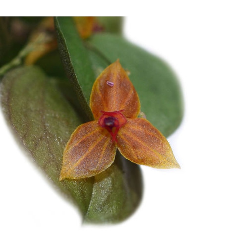 Lepanthes Sherry Bridygham