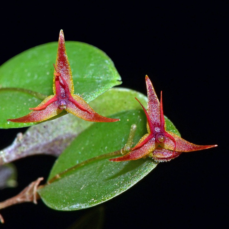 Lepanthes tipulifera