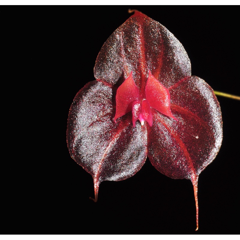 Lepanthes tsubotae