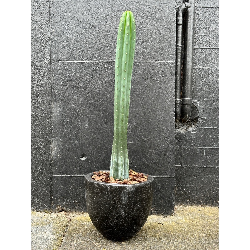 Low-Spike San Pedro Cactus in 20cm Black Terrazzo