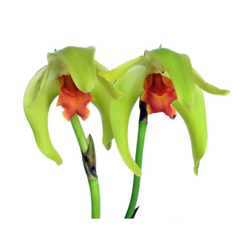 Lycaste cinnabarina