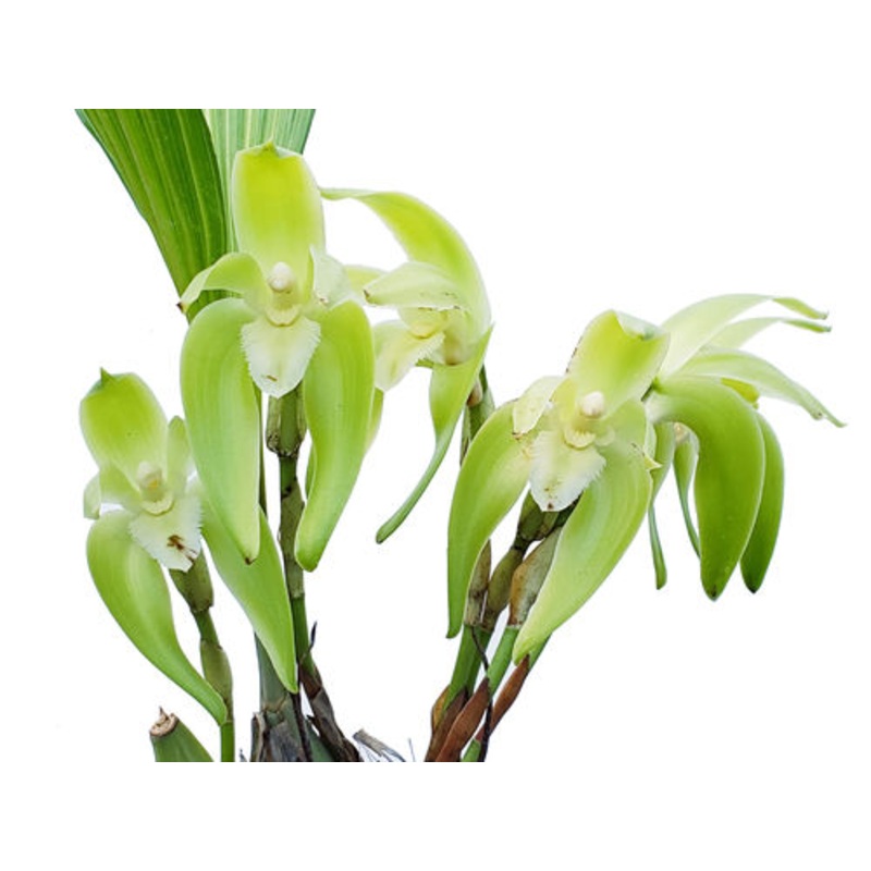 Lycaste fimbriata