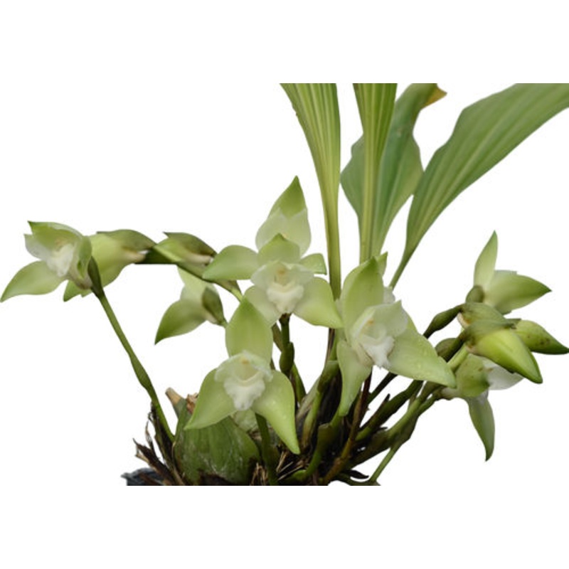 Lycaste linguella