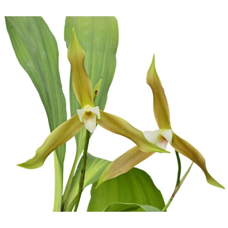Lycaste schilleriana