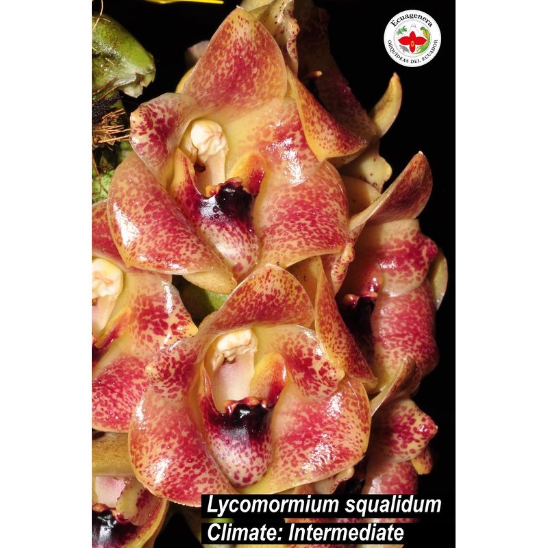 Lycomormium squalidum