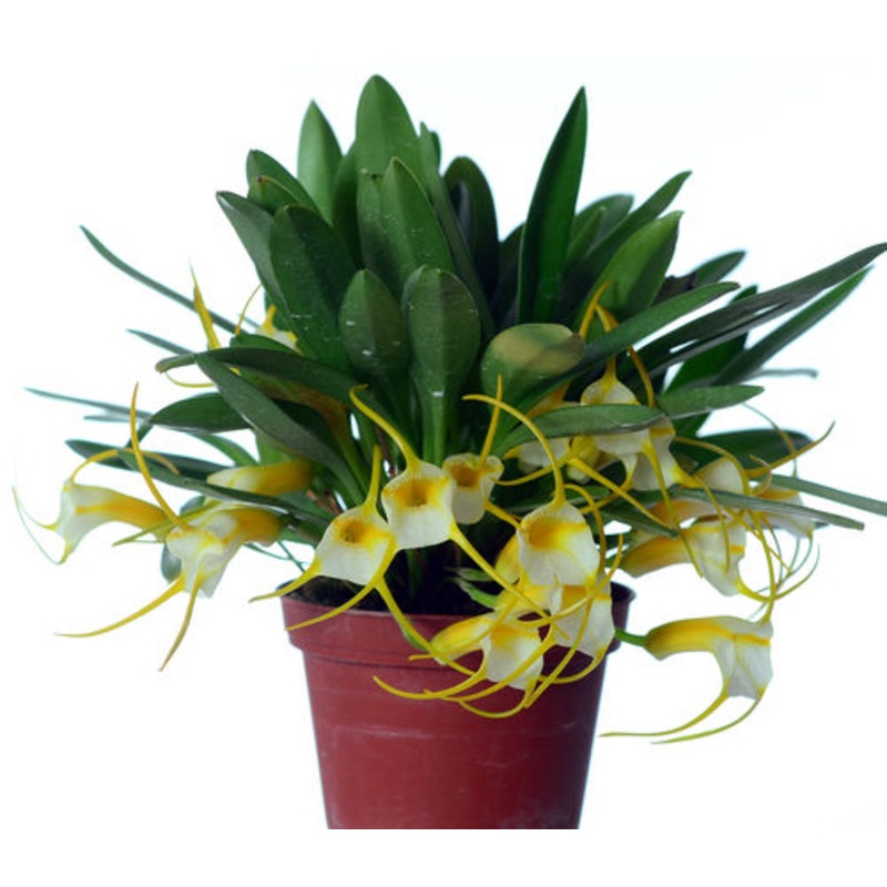 Masdevallia agaster