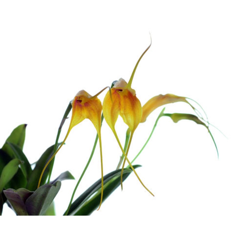 Masdevallia Aidita Tosi