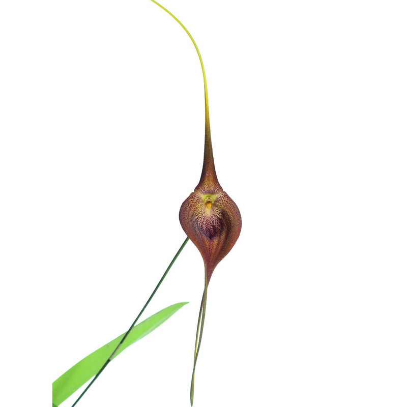 Masdevallia Amazon Leopard