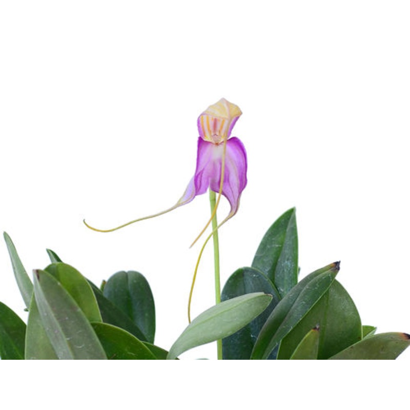 Masdevallia antonii