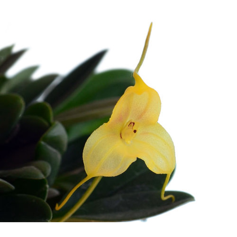 Masdevallia asterotricha
