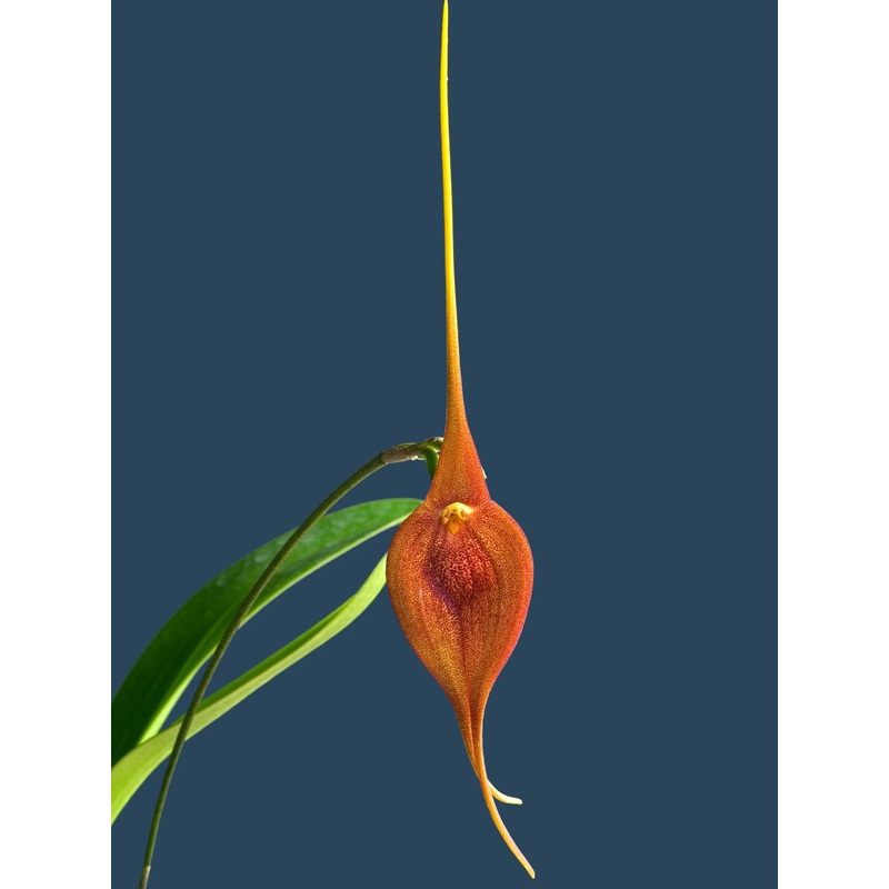 Masdevallia ayabacana