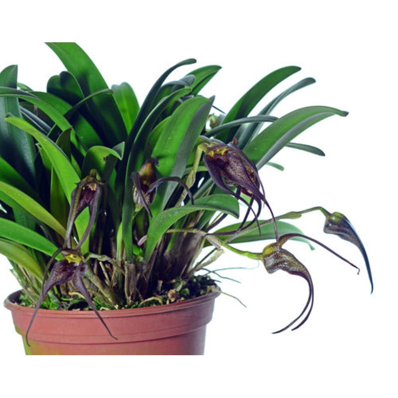 Masdevallia belua