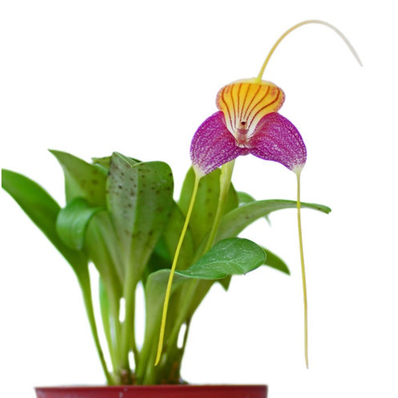 Masdevallia caudata