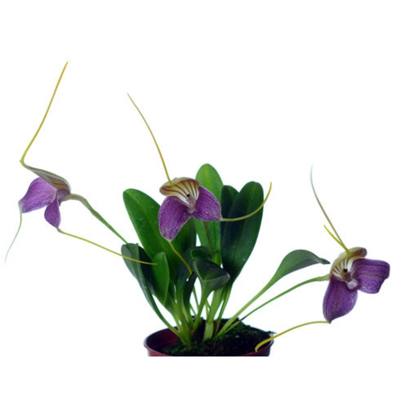 Masdevallia caudata ‘dark’