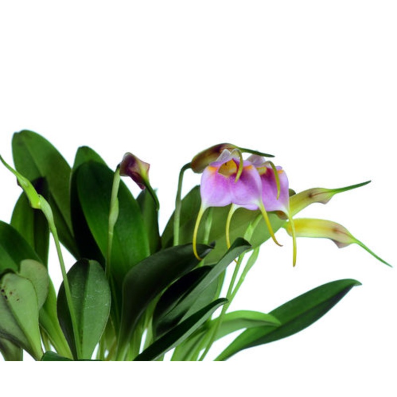 Masdevallia Clarita Bucheli