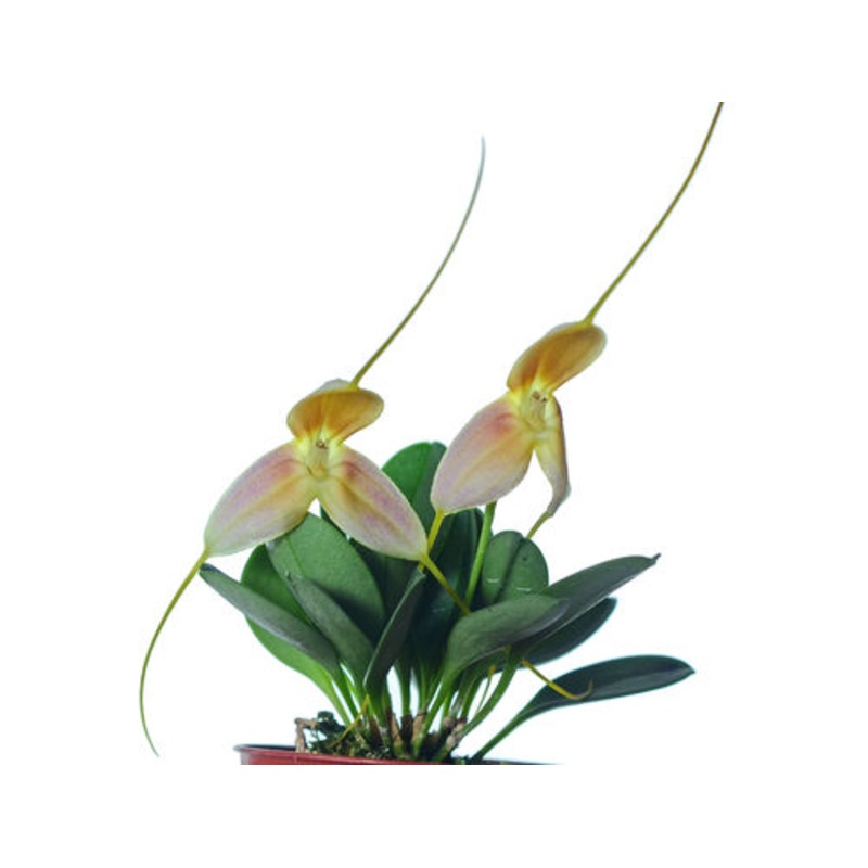 Masdevallia cloesii