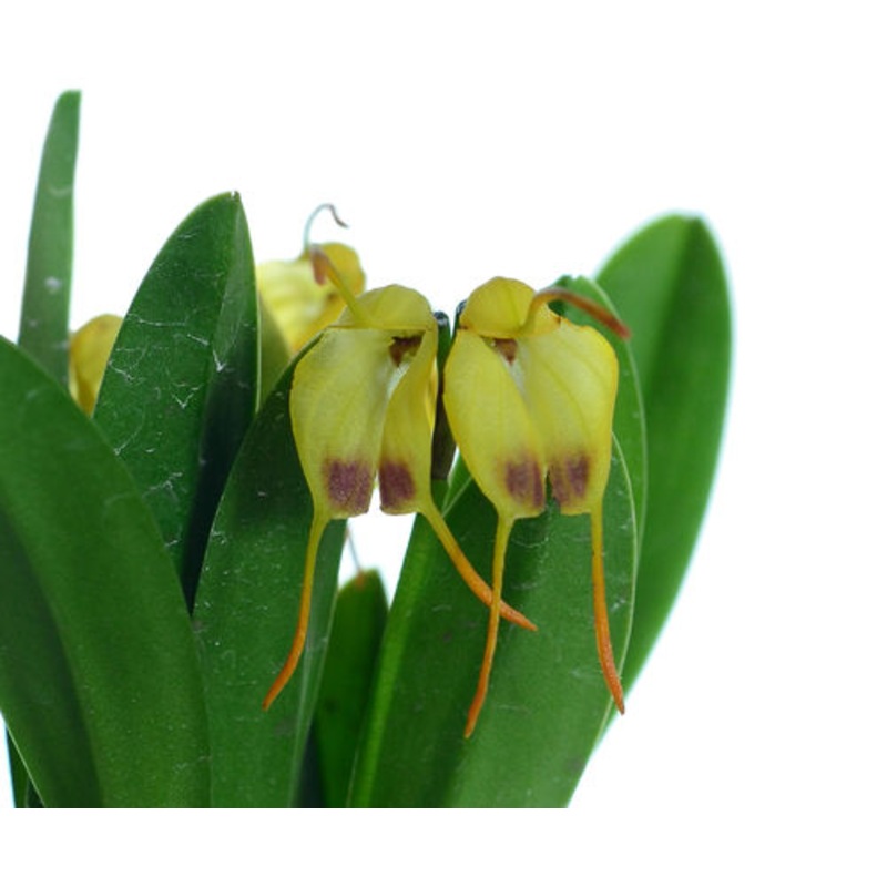 Masdevallia concinna