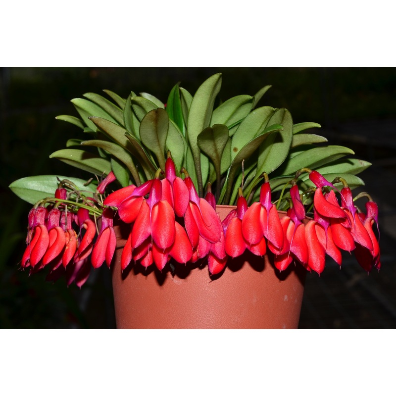 Masdevallia deformis