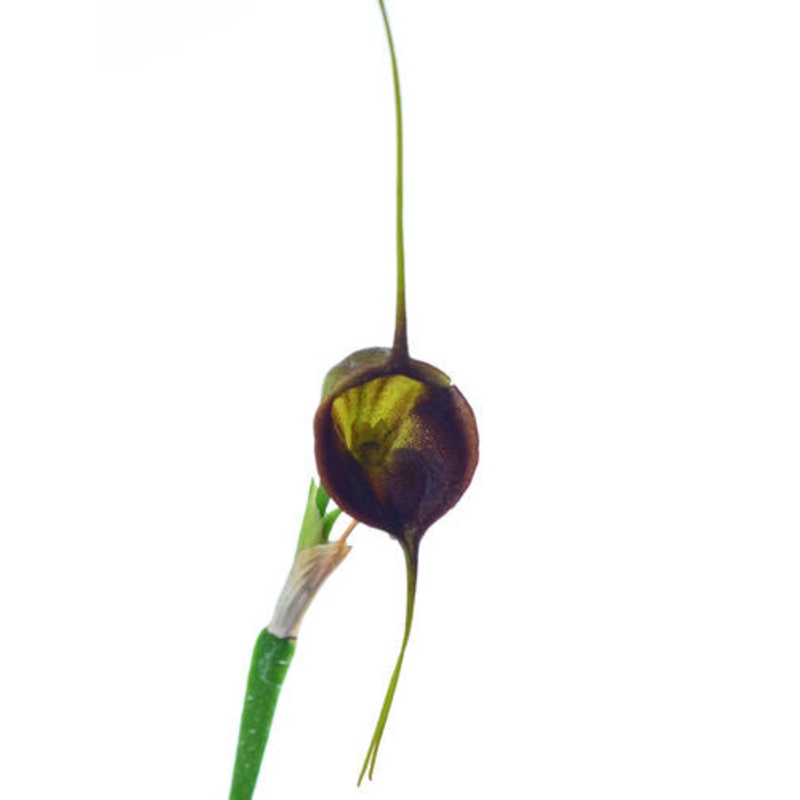 Masdevallia echo