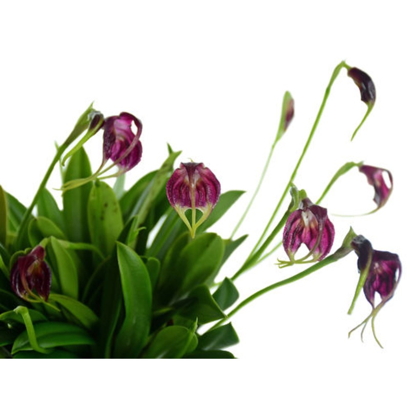 Masdevallia empusa