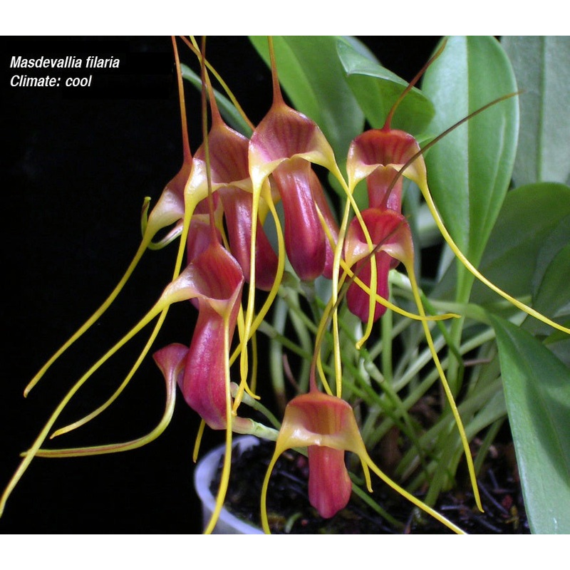 Masdevallia filaria