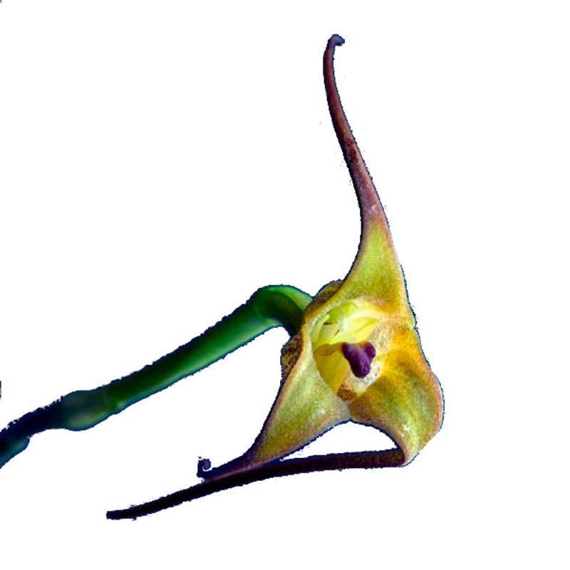 Masdevallia fractiflexa