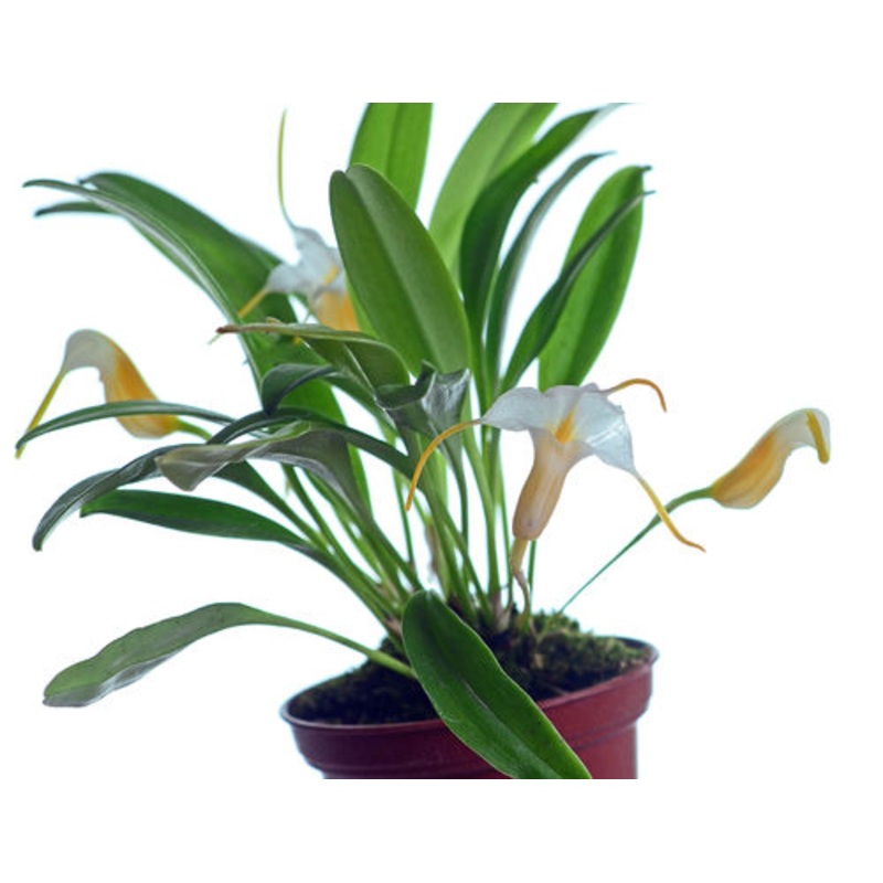 Masdevallia fuchsii