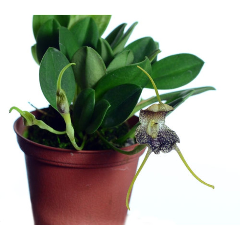 Masdevallia harlequina