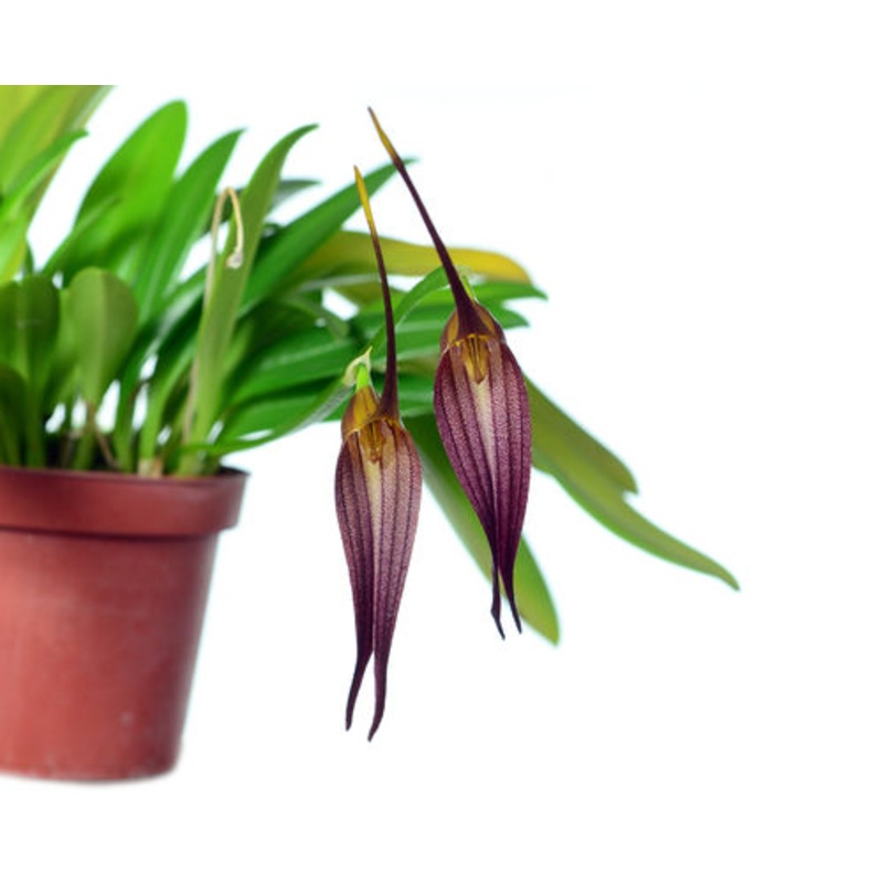 Masdevallia helgae